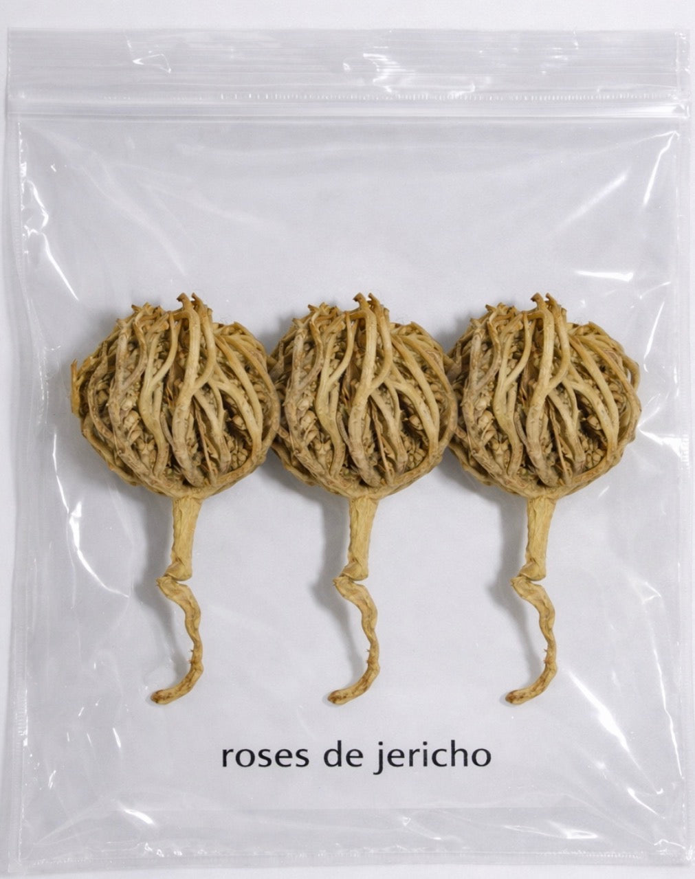 Trois. Roses de Jéricho.